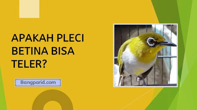 APAKAH PLECI BETINA BISA TELER?