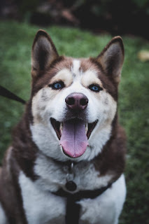   Köpek resimleri, kopek resim ve fotograflari, köpek resimleri, Komik Köpek Resimleri, İlginç Köpek Resimleri indir, Şirin Köpek Resimleri, Güzel Köpek Resimleri, Evcil Hayvan Resimleri, dog pictures indir köpekler güzel resimleri