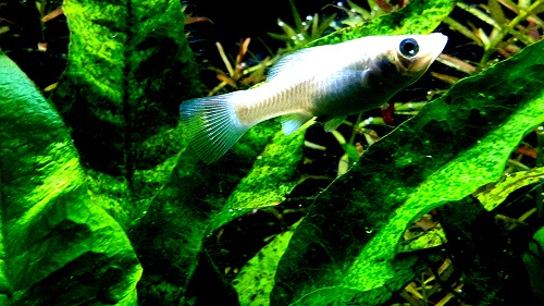 Top small community fish - Molly