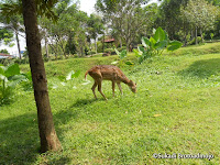 Rusa Di Alam Bebas Sanggaluri Park