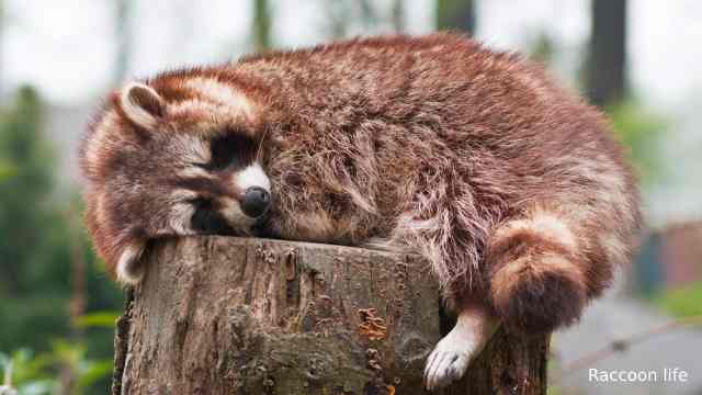 How Long do Sleeping Raccoon?