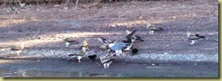 12Eagle,Hawks & Crow