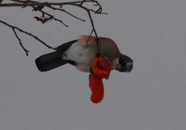IMG_1525.JPG