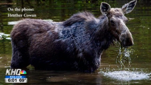 https://www.khq.com/news/video-ghost-moose-showing-up-in-north-idaho-fewer-tags/video_4273aa00-7cfb-11e9-8503-eb53ad8a157d.html#tncms-source=article-nav-prev