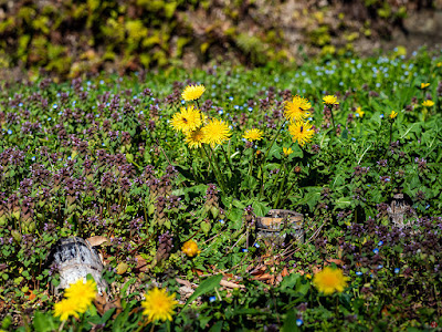 Tanpopo (dandelion) flowers: Kita-kamakura