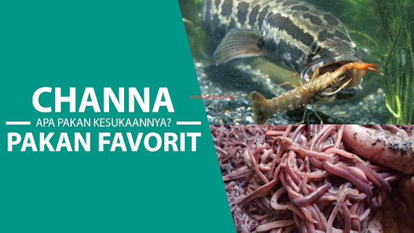 Makanan Seperti Apa yang Disukai Ikan Channa Supaya Cepat Tumbuh Besar dan Muncul Warna?