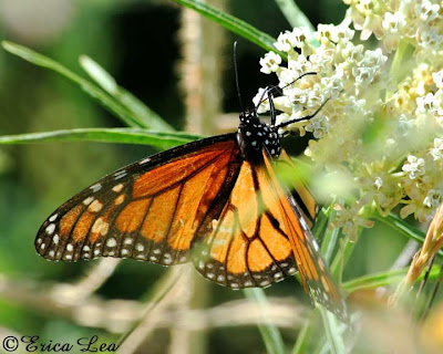 upside down butterfly