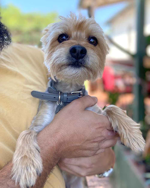 Bubbles male Yorkie held in a man's arms