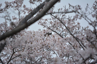 西山公園の桜