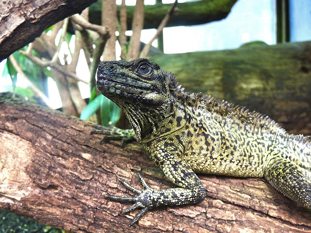 Ik ging eens naar Parijs : de zoo in Jardin des Plantes