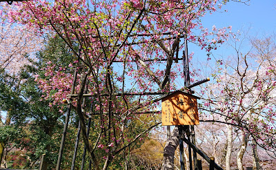 弘川寺のカイドウ(河南町)