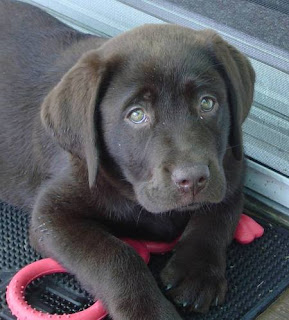 Chocolate Lab Puppies