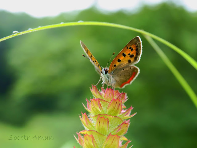 Lycaena phlaeas