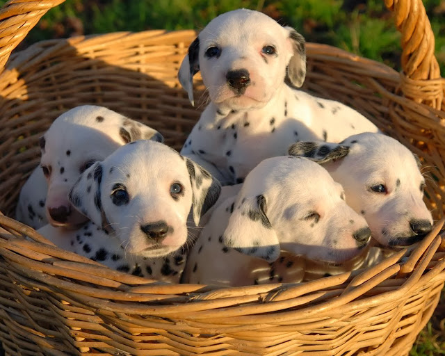 Perritos dálmatas bebés