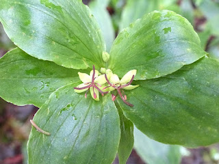 Médéole de virginie - Medeola virginiana 