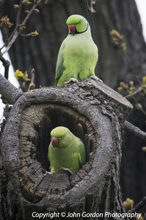 Parrot in nest hole. rose-ringed parakeet, psittacula krameri, • wall  stickers zoology, yellow, wildlife | myloview.com