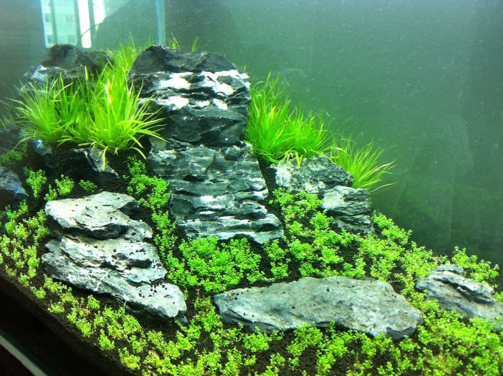 My First Iwagumi Aquascape Journal