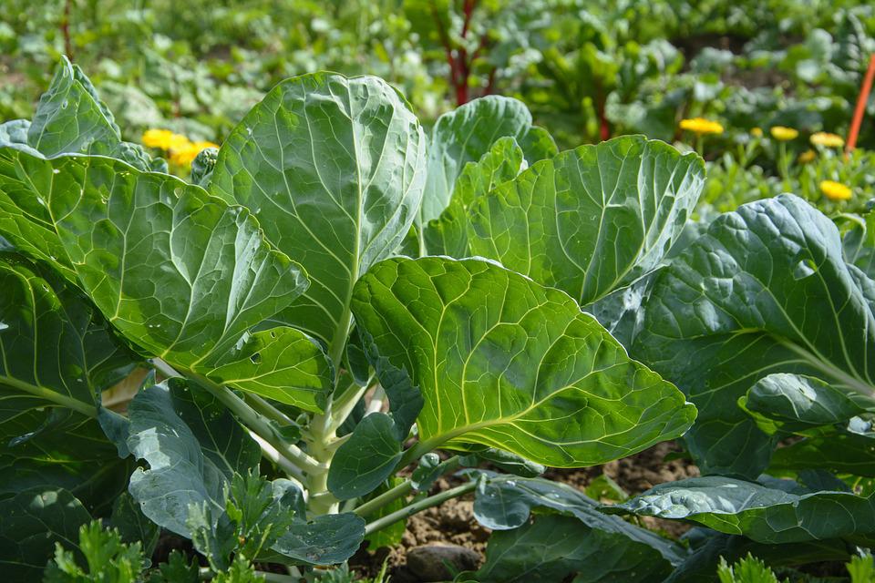 the fastest way to grow cauliflower is to start with young plants or seedlings.