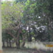 View album