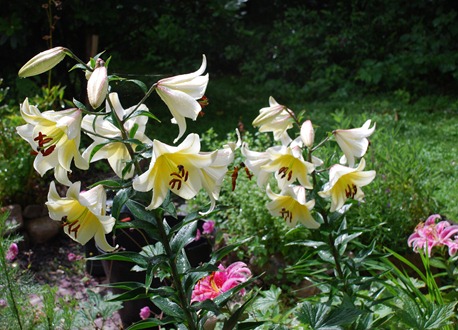 a12
