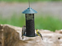 Pine Siskin and Lesser Goldfinch