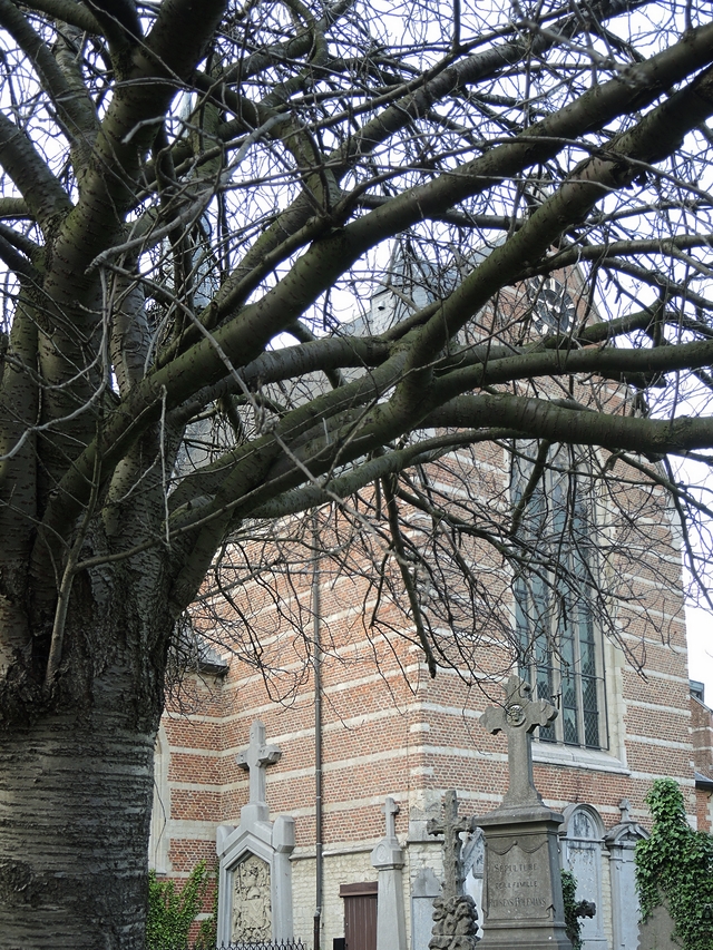 oude japanse kerselaar aan de fredeganduskerk