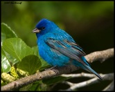 07sb4155indigobunting-2010-06-28-11-56.jpg