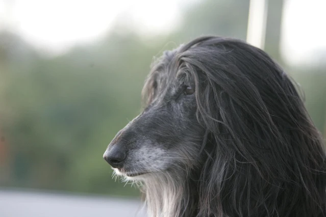 Afghan Hounds - Breeds of Dogs