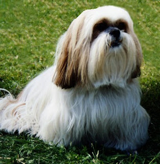 lhasa apso dog puppy breeds hound canine pooch canis bow-wow despicable fellow qen txakurra gos pas hond koer aso koira kutya hundur madra pets huisdieren animaux de compagnie Haustiere de companie husdjur Evcil Hayvan anifeiliaid anwes domace zvali augintiniai alagang hayop domaci zvirata kucni ljubimci animals domestics maskotak animal pets info