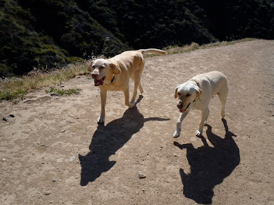 Pictures Of Yellow Labs. Happy yellow Labradors