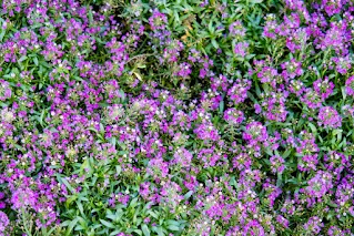 Creeping Thyme makes for beautiful groundcover