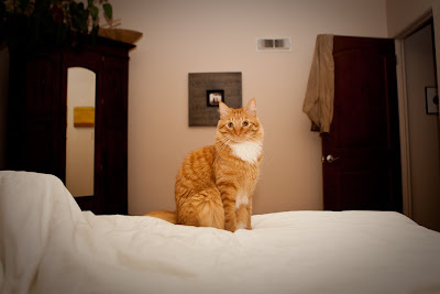 a cat sits on a bed