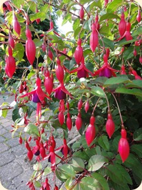 En fuchsia som staude?