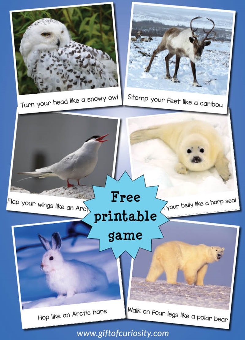 arctic animal movement cards.