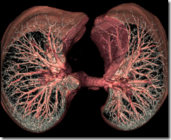 lung1a