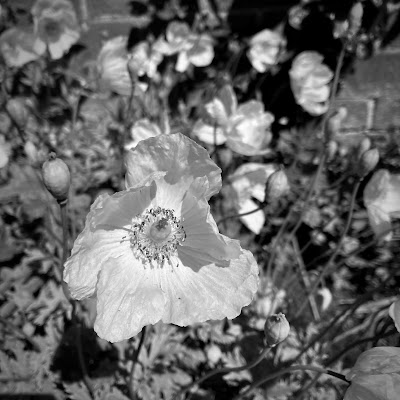 Wesh Poppies in monochrome