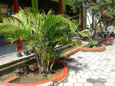 pohon palem