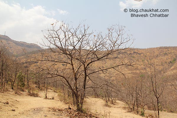 Leafless tree near Sinhgadh Valley during the hardest time of the year, which is the month of May