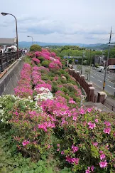 写真: 