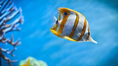 Sea Fish Wallpaper