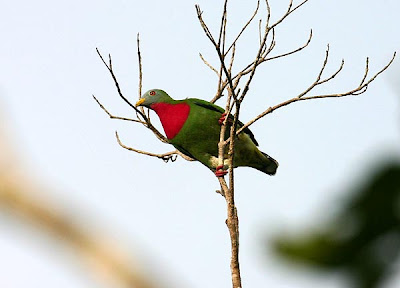 Burung Walik Dada-lembayung