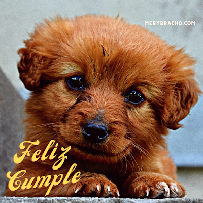 frases feliz cumpleaños. foto de perrito lindo