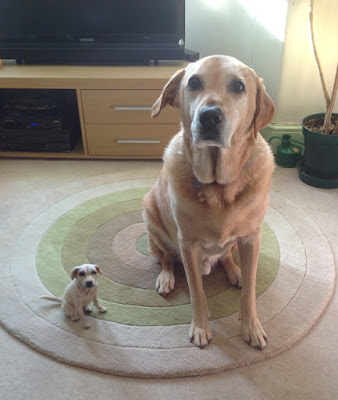 https://www.etsy.com/listing/165852651/custom-needle-felted-big-yellow-labrador?ref=shop_home_active_13