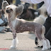 Chinese Crested Dog - Melody -