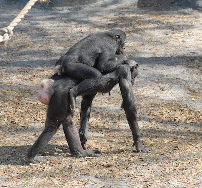 Bonobos on Delfi S Grains Of Golden Sand Bonobos  Lucy Bonobo Bonded To Mother