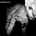 Cat on Black-White