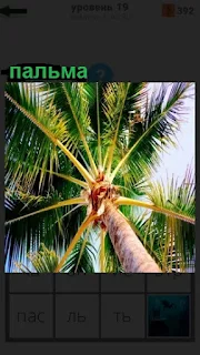 вид снизу на растущую пальму