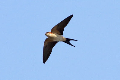 Red-rumped Swallow