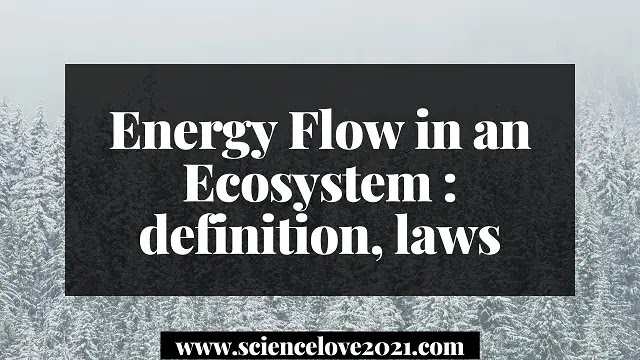 Energy Flow in an Ecosystem : definition, laws