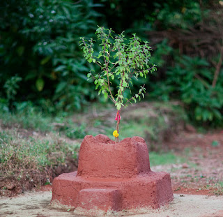 find more about tulsi holy basil https://shabarmantars.blogspot.in/2016/12/holy-basil.html